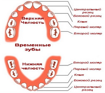 Когда прорезываются первые зубы у малыша?